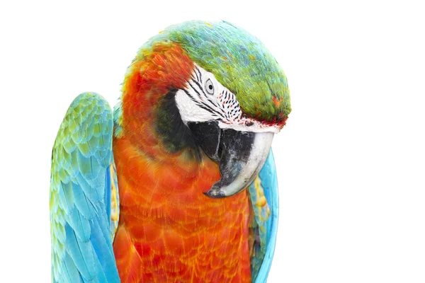 Colorato arancio pappagallo macaw isolato su sfondo bianco — Foto Stock