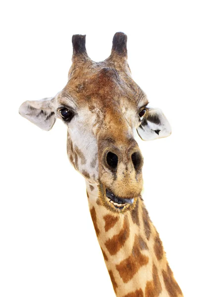 Giraffenkopf Gesicht sehen lustig isoliert auf weißem Hintergrund — Stockfoto