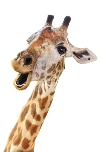 Giraffe hoofd gezicht kijken grappig geïsoleerd op witte achtergrond Rechtenvrije Stockafbeeldingen