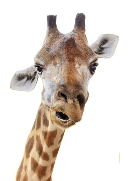 Giraffenkopf Gesicht sehen lustig isoliert auf weißem Hintergrund — Stockfoto