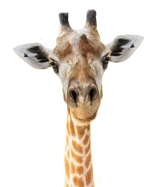 Giraffe head face look funny isolated on white background — Stock Photo, Image