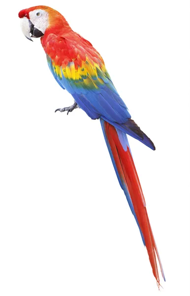 Colorato macaw pappagallo rosso isolato su sfondo bianco — Foto Stock