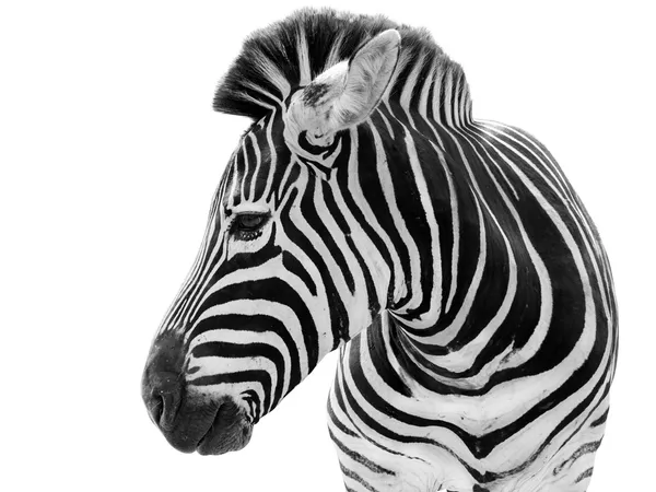 Männliches Zebra isoliert auf weißem Hintergrund — Stockfoto