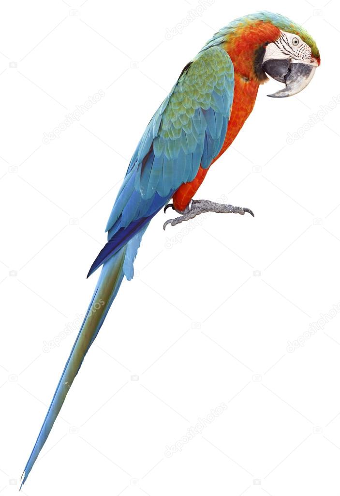 Colorful orange parrot macaw isolated on white background