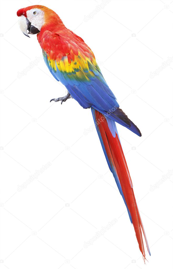 Colorful red parrot macaw isolated on white background