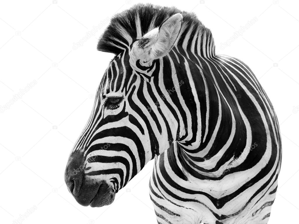 Male zebra isolated on white background