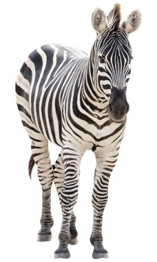 Male zebra isolated on white background clipart
