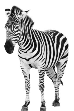 Male zebra isolated on white background clipart