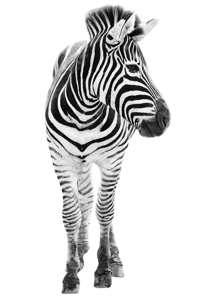 Mannelijke zebra geïsoleerd op witte achtergrond — Stockfoto