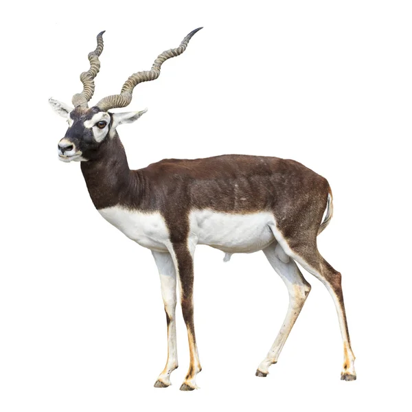 Antilope buck nero isolato su sfondo bianco — Foto Stock