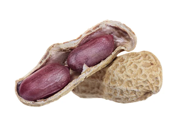 Dry peanut isolated on white background — Stock Photo, Image