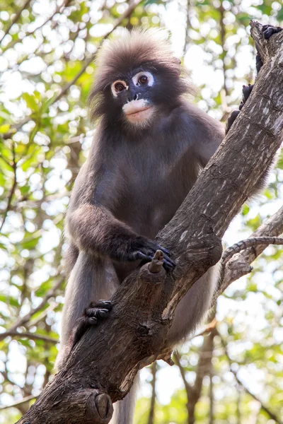 Dusky langur monkey — Stock Photo, Image