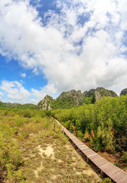 Зарезервоване сухий мангрових лісів з дерев'яними ходьби шляху мосту в Таїланді Ліцензійні Стокові Фото