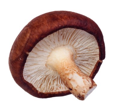 Shiitake mantarı beyaz arkaplanda izole edilmiş.