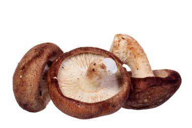 Shiitake mantarı beyaz arkaplanda izole edilmiş.