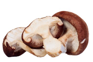 Shiitake mantarı beyaz arkaplanda izole edilmiş.