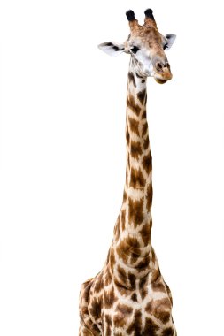 Zürafa beyaz arkaplanda izole edildi