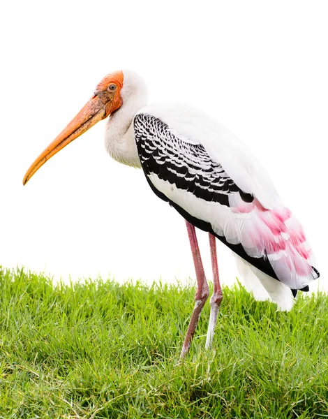 Målade stork fågel isolerad på vit bakgrund — Stockfoto