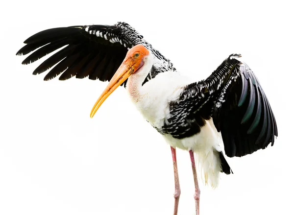 Målade stork fågel isolerad på vit bakgrund — Stockfoto