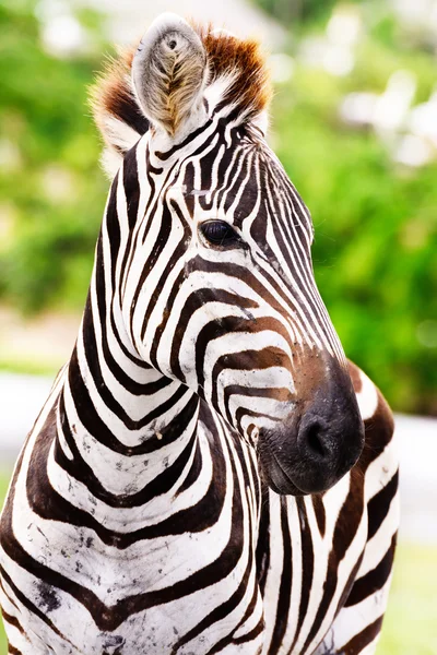 Cute burchell zebra from a safari — Stock Photo, Image