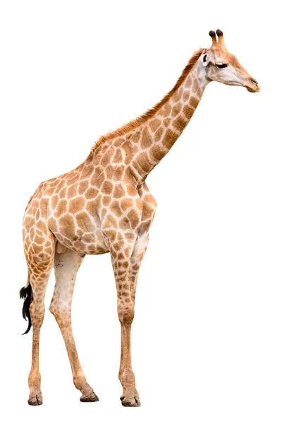 Giraffe isoliert auf weißem Hintergrund — Stockfoto