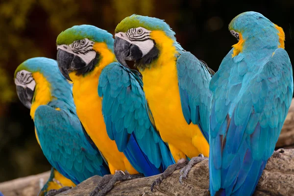 Mavi sarı papağan Amerika papağanı — Stok fotoğraf