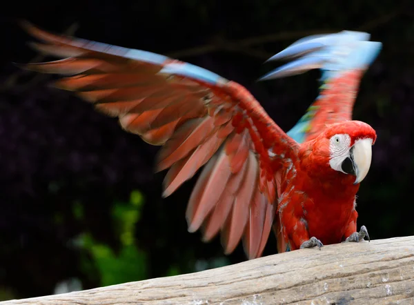 Arara de papagaio — Fotografia de Stock