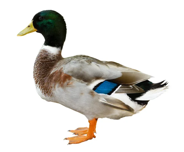 Mallard Anka isolerad på vit bakgrund — Stockfoto