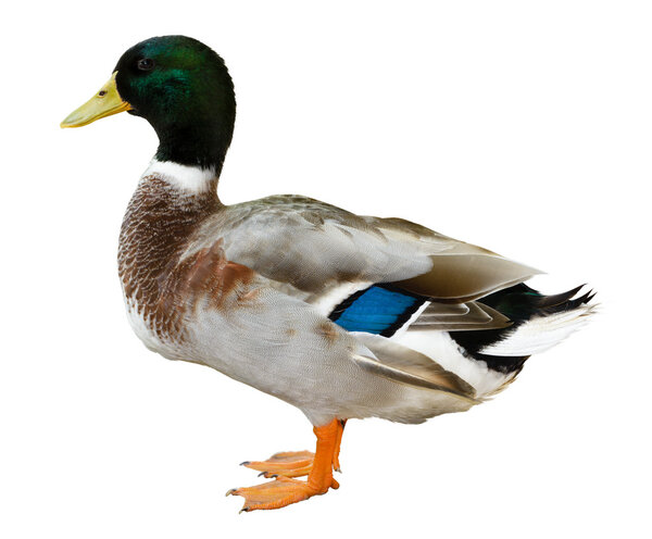 Mallard duck isolated on white background