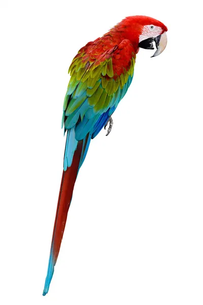 Colorful parrot macaw isolated on white background — Stock Photo, Image