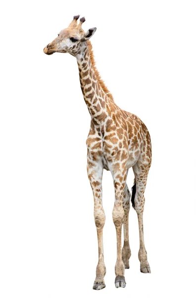 Girafe isolée sur fond blanc — Photo