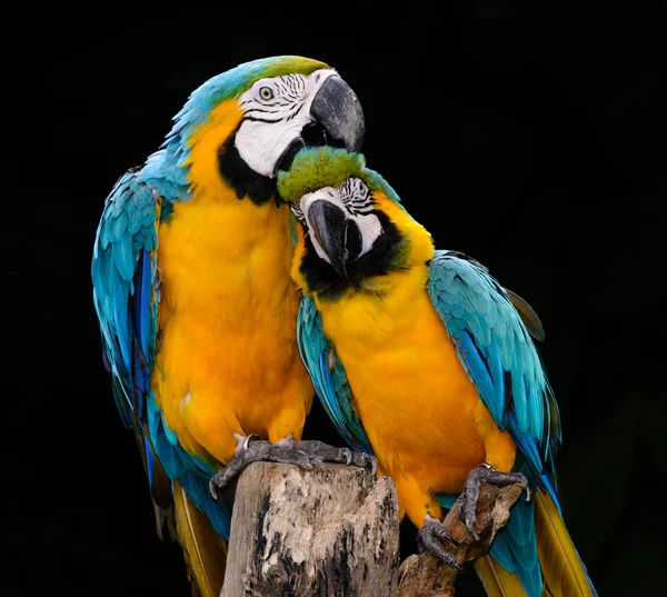 Parrot macaw — Stock Image Parrot macaw Stock Photo