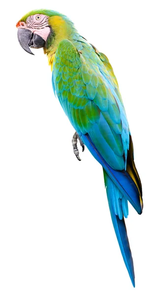 Colorful parrot macaw isolated on white background — Stock Image Colorful parrot macaw isolated on white background Stock Picture