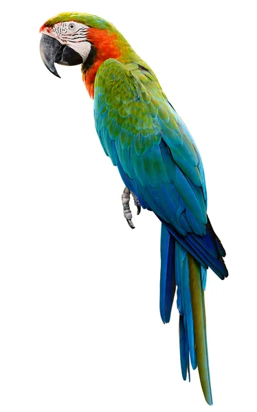 Colorful parrot macaw isolated on white background — Stock Image Colorful parrot macaw isolated on white background Royalty Free Stock Photos