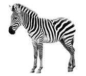 mladý samec zebra izolovaných na bílém pozadí