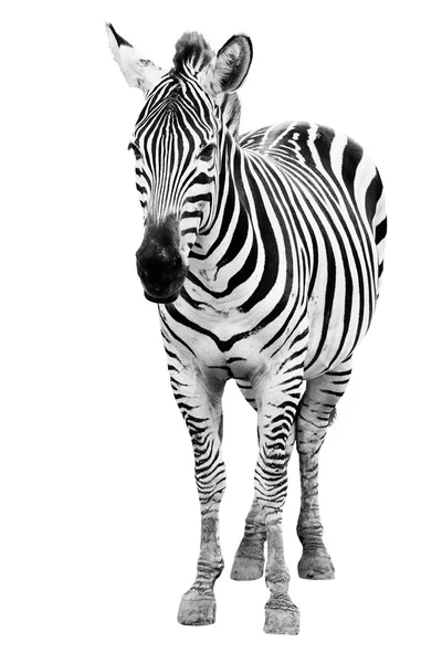 Unga manliga zebra isolerad på vit bakgrund — Stockfoto