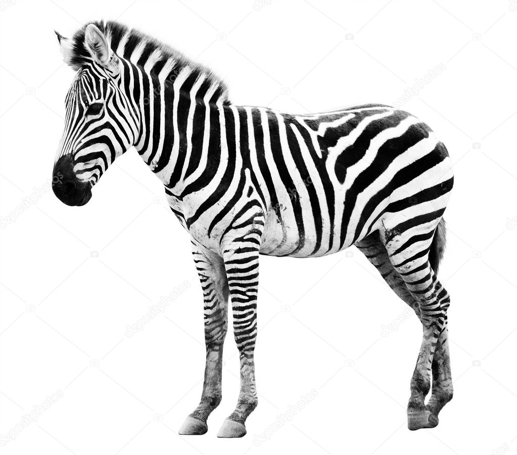 Young male zebra isolated on white background