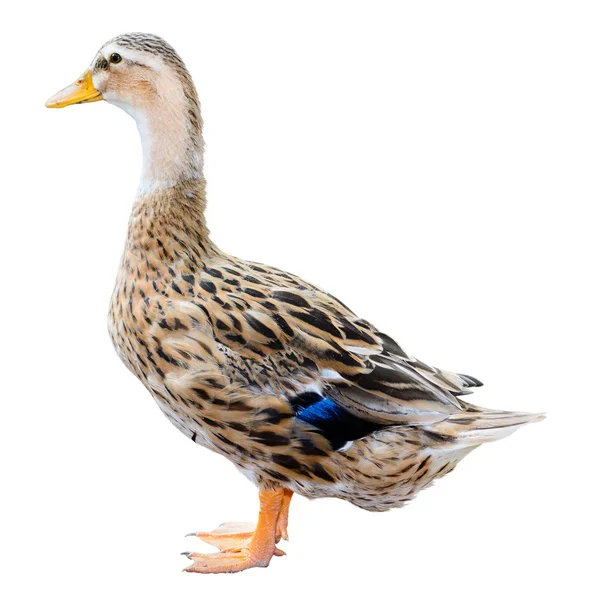 Mallard Duck izolované na bílém pozadí — Stock fotografie