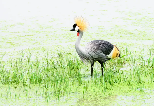 Grey crown crane in a swamp — Stock Photo, Image