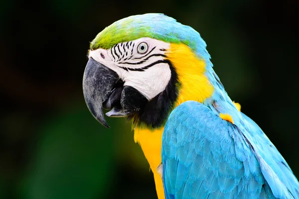 Blue parrot macaw — Stock Photo, Image