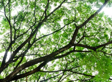 ağaç dalı arka plan