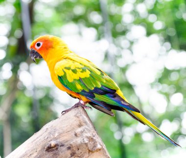 Güneş conure papağan Amerika papağanı