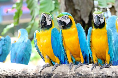 Mavi Papağan Amerika papağanı