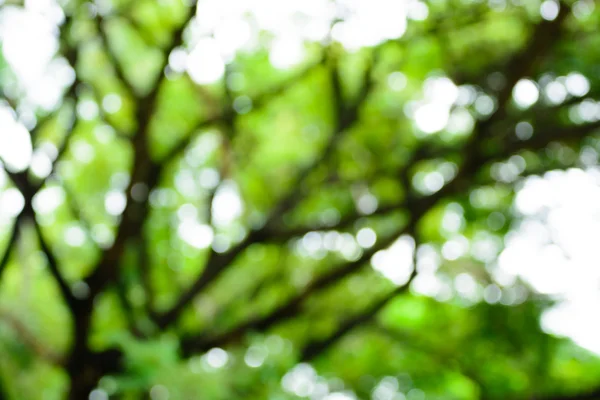 Blur fondo de árbol verde —  Fotos de Stock