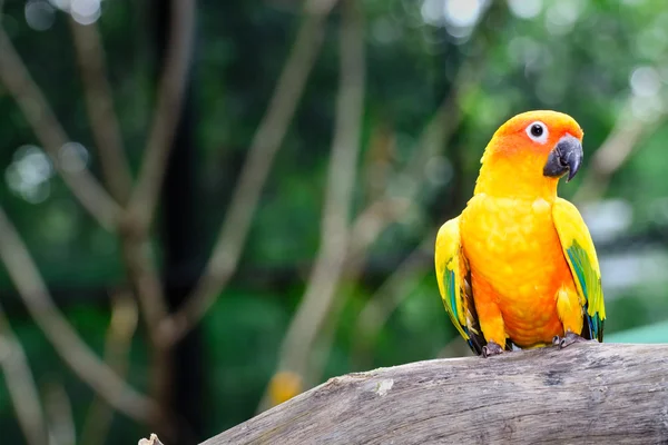 Sun Conure pappagallo ara — Foto Stock