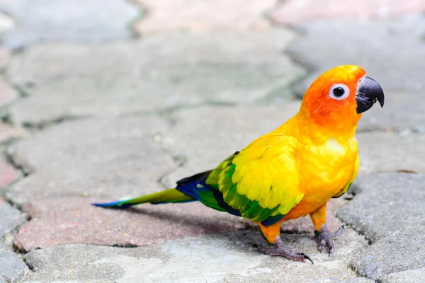 Arara de papagaio Sun Conure — Fotografia de Stock