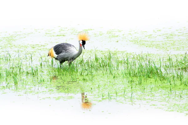 灰色の王冠鶴沼 — ストック写真