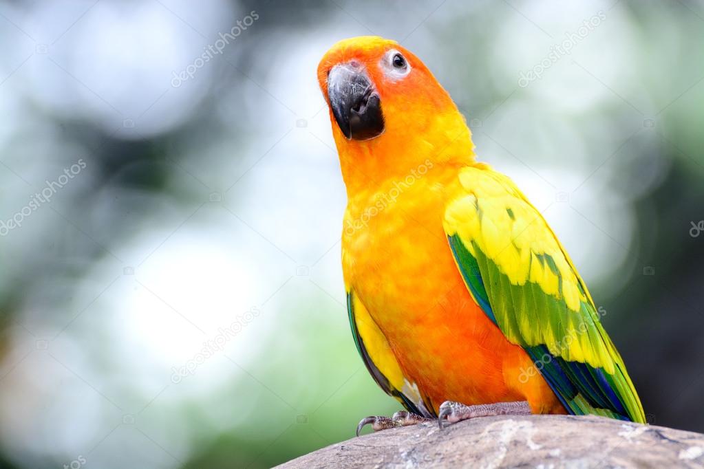 Sun Conure parrot macaw
