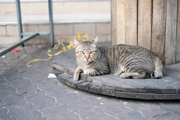 Çizgili kedi kablo makarasında yatıyor.
