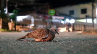Geceleyin yolda bir güvercin görüldü ve araba çalışıyordu. Avrupa 'dan Asya' nın doğusundan Tayland 'a kadar olan yerli türler.